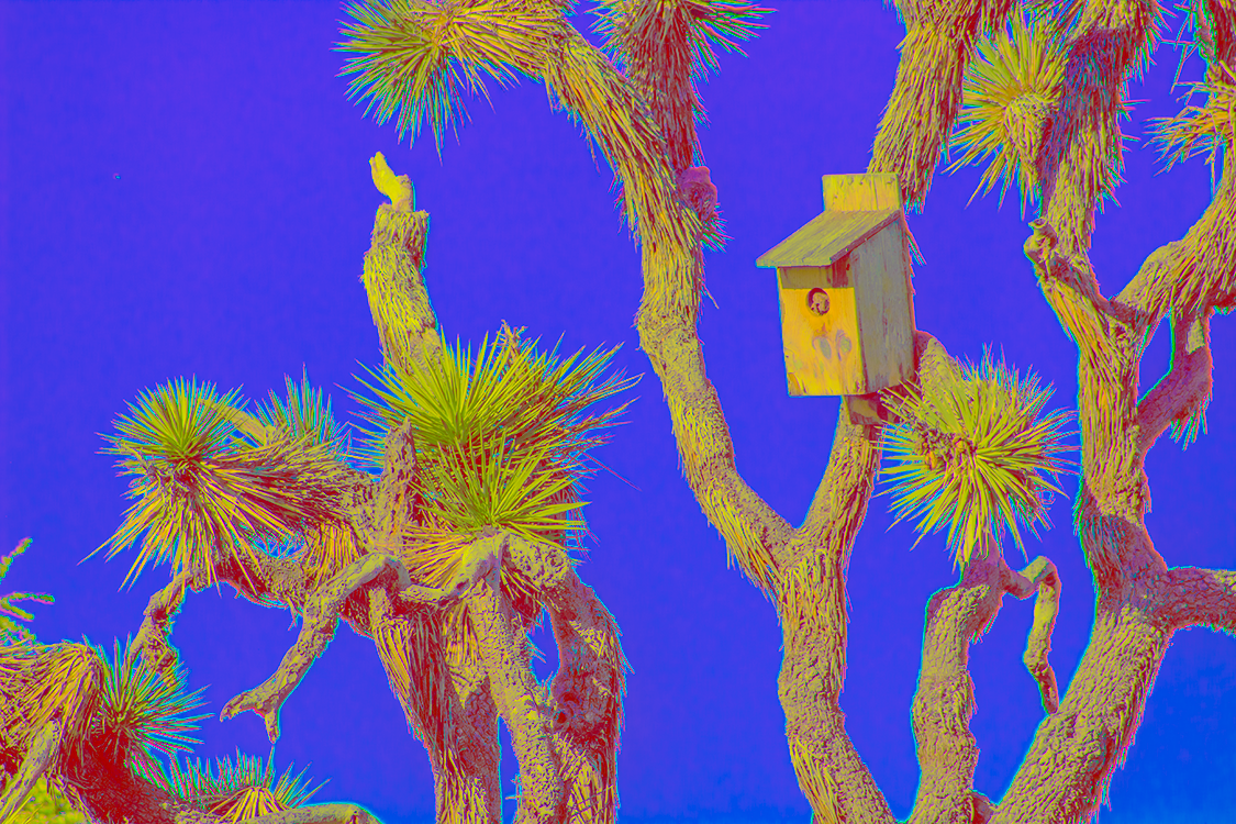 A birdhuse placed in a joshua tree.