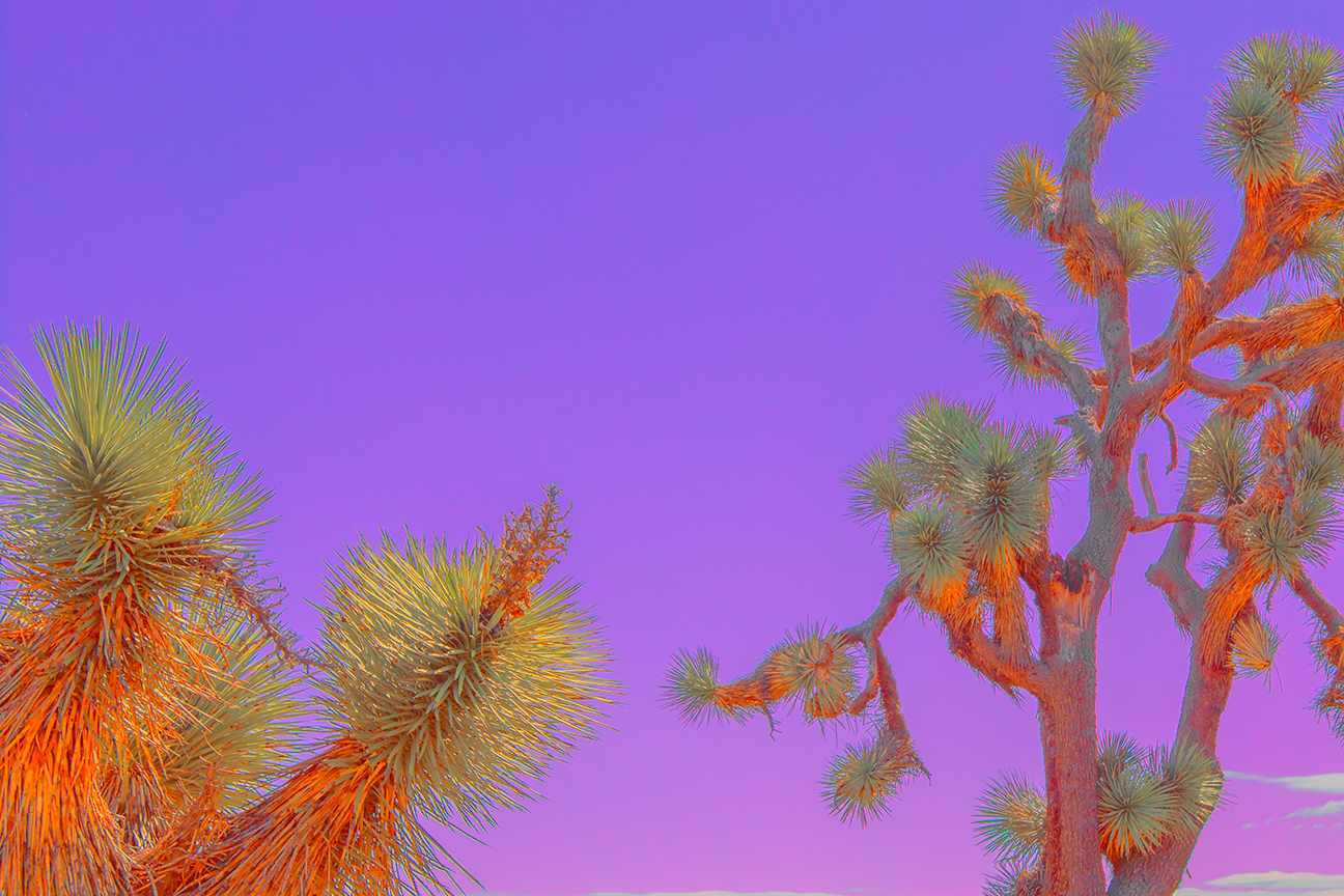 Joshua trees at the Woodland Park Preserve in Lancaster, CA.